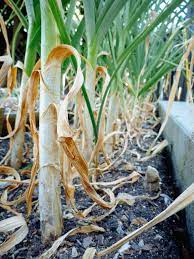 We did not find results for: The Trick Of Knowing When To Harvest Garlic Garden Betty