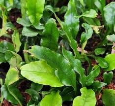 Image result for Microsorum punctatum