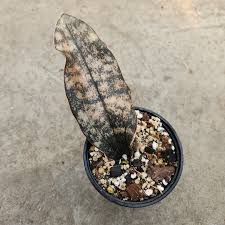 Image result for Centemopsis kirkii