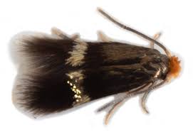 Image result for Stigmella prunetorum