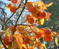 柿子的功效與作用 金魚不是魚 隨意窩xuite日誌persimmon fruit photography fruits drawing fruit trees