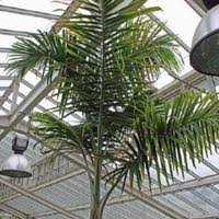 Image result for Gaussia maya