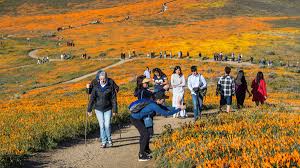 Vergleiche und entdecke jetzt großartige angebote für hotel emerald lake lodge in field. California S Wildflowers Are Blooming Will Influencers Resist The Urge For A Selfie