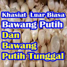 Bawang putih adalah bumbu dapur yang kerap digunakan untuk memasak. Khasiat Bawang Putih Dan Bawang Putih Tunggal For Android Apk Download