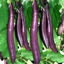 Need to translate eggplant to italian? Italian Aubergine Long Purple Seeds Price 1 95