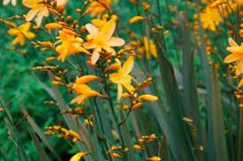 Image result for Iridaceae