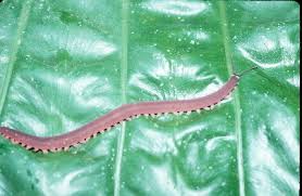 Image result for peripatus