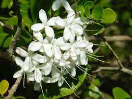 Image result for Pavetta sp. E