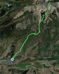 Image result for Harungana montana