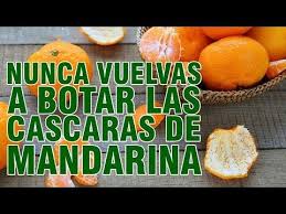 Nunca Mas Vuelvas A Botar Las Cascaras De Mandarina Para Que Sirve La Cascara De Mandarina Youtub Cascara De Mandarina Cascara De Naranja Como Perder Peso