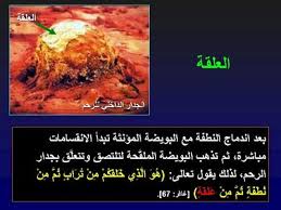 مراحل تكون الجنين بالصور المعرفة