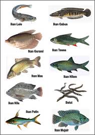 29+ gambar ikan koi ogon. Viral Gambar Ikan Nila Kartun Gambar Stiker