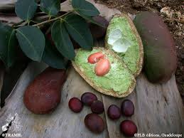 Image result for Hymenaea courbaril