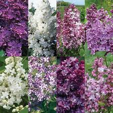 Classic Favorites Lilac Offer Flower Seeds Annual Plants Lilac Varieties