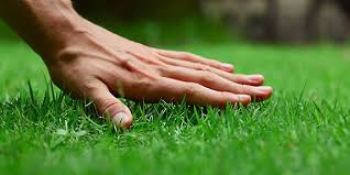 Minecraft this is how to make grass grow on dirt! How To Grow Grass In Clay Soil And Create A Perfect Green Lawn