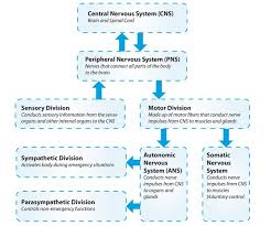 Check spelling or type a new query. Printable Chart Of Nervous System Divisions Of The Human Nervous System Are The Central Nervous System Anatomy Central Nervous System Nervous System Diagram