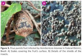 Image result for Clutia hirsuta