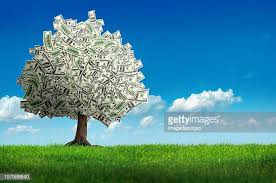 Image result for money tree