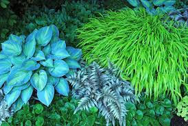 New Slideshow Of My 54 Top Shade Plants Shade Plants Shade Shrubs Shade Garden Plants