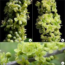 Image result for Celastraceae