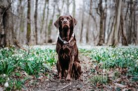 Ab wann werden denn hunde zum ersten mal läufig oder ist das verschieden??? Tipps Fur Eine Entspannte Laufigkeit Labrador Laika