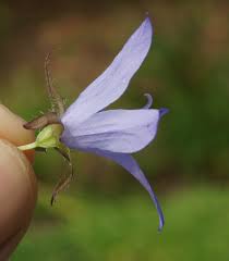 Image result for Wahlenbergia flexuosa