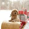 Watch a puppy for christmas 2016 online free and download a puppy for christmas free online. 1
