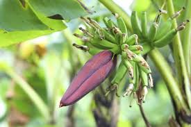 How do you get seeds from a banana? How To Grow Bananas Harvest To Table