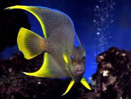 Selecting And Caring For Saltwater Angelfish