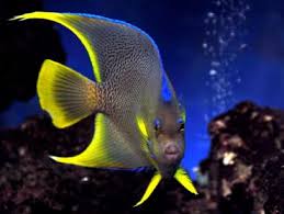 selecting and caring for saltwater angelfish