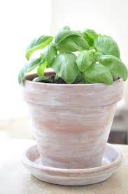 Olive Gray Diy White Washed Terracotta Pot Terracotta Pots Teracotta Pots Terracotta
