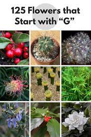 Celebrate the season of rebirth, decorate for a springtime garden party, or even brighten up winter gloom with the gift of spring flowers. 60 Flowers That Start With G Flowers Plants Garden