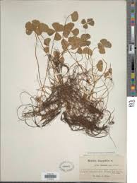 Image result for Marsilea aegyptiaca