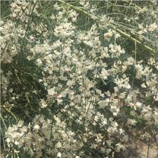 Image result for Retama monosperma