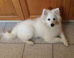 American Eskimo Dog Black And White Ranger Japanese Spitz Japanese Spitz American Eskimo Dog American Eskimo