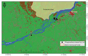 Image result for Phragmanthera proteicola