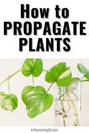 How To Propagate Plants Growing More Houseplants Trillium Living Propagating Plants Propagation Plants