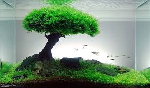 Bonsai Akvaryum Icin Tavsiye
