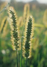 Image result for Melinis macrochaeta