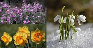 Plant winter flowering bulbs in late summer or early fall. 20 Flowers That Bloom In Winter Gardening Channel