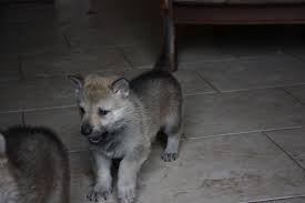 czechoslovakian wolfdog puppie 2 4 weeks old dog breeds wolf dog dogs