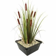 Image result for Typha