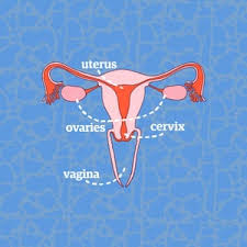 10 Things You Need To Know About Vaginas Life And Style The Guardian