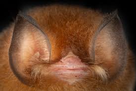 Image result for Pteronia mucronata