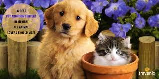 6 Best Places To Adopt Pets In Mumbai Animal Shelters And Pet Homes Adopt love, change a life.