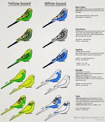Tall Grey Bird With Black And White Head Budgerigar Colour Genetics By Riverraven Budgies Budgerigar Budgies Bird