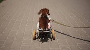 Image result for invalid dog wheelset
