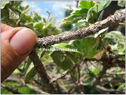 Image result for Euonymus Scale