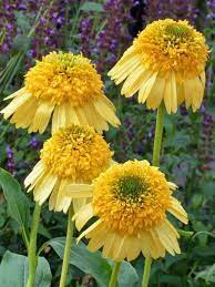 Echinacea Meteor Yellow Bluestone Perennials Blooming Plants Plants Butterfly Garden Plants