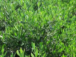 Image result for Olea